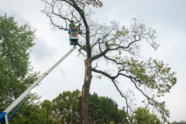 Trusted Oak Grove, OR Tree Service Experts